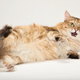Illustration for article titled Don't Declaw Your Cat